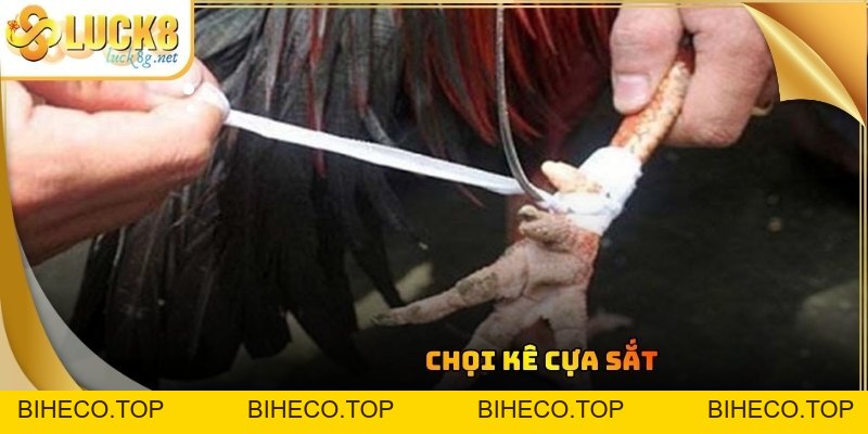 Đá Gà Luck8 - Trận Đấu Chọi Kê Kịch Tính Đỉnh Cao Hiện Nay - biheco
