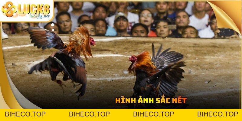 Đá Gà Luck8 - Trận Đấu Chọi Kê Kịch Tính Đỉnh Cao Hiện Nay - biheco