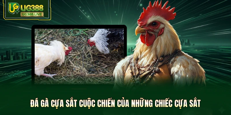 Đá Gà Cựa Sắt UG388 - 99+ Trận Đỉnh Cao, Kèo Thưởng X10 - biheco