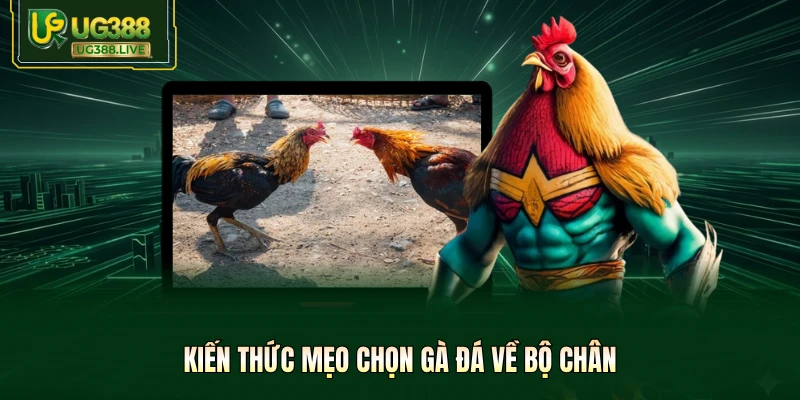 Mẹo Chọn Gà Đá Tại UG388 - Tuyệt Kỹ Săn Chiến Kê Bất Bại - biheco