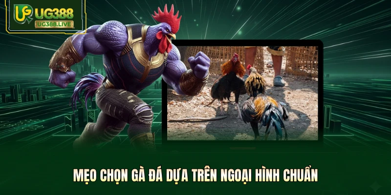 Mẹo Chọn Gà Đá Tại UG388 - Tuyệt Kỹ Săn Chiến Kê Bất Bại - biheco
