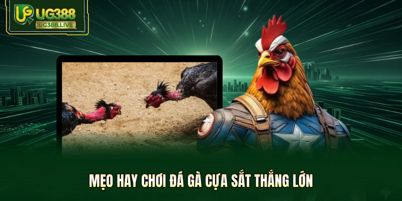 Đá Gà Cựa Sắt UG388 - 99+ Trận Đỉnh Cao, Kèo Thưởng X10 - biheco