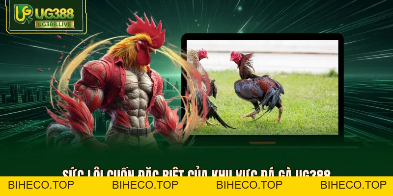 Đá Gà UG388 - Trực Tiếp Các Trận Đấu Thomo Kịch Tính Nhất - biheco