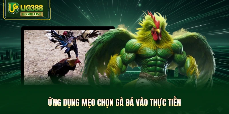Mẹo Chọn Gà Đá Tại UG388 - Tuyệt Kỹ Săn Chiến Kê Bất Bại - biheco