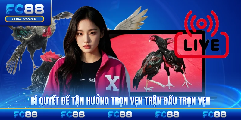 Trực Tiếp Đá Gà 167 - Kết Nối Trận Đấu Kịch Tính - biheco