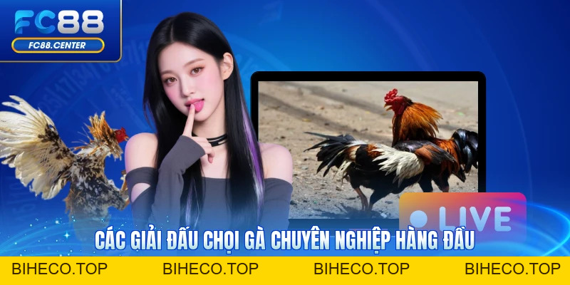 Đá Gà C2 C3 C4 - Điểm Danh Những Giải Đấu Uy Tín Hàng Đầu - biheco