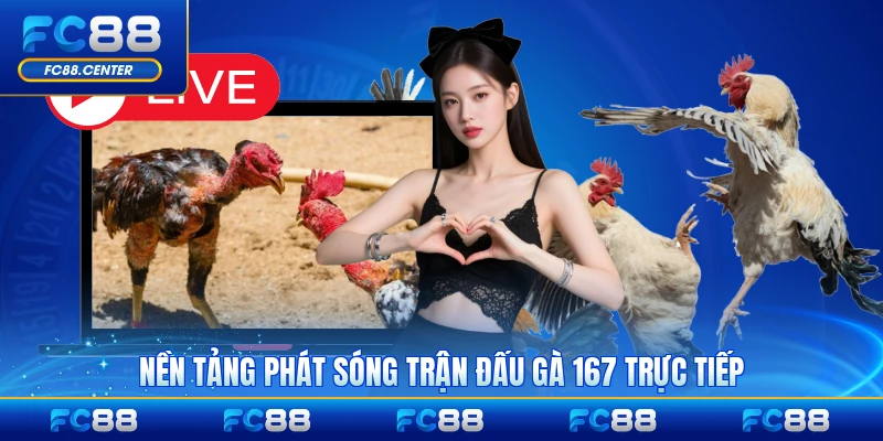 Trực Tiếp Đá Gà 167 - Kết Nối Trận Đấu Kịch Tính - biheco