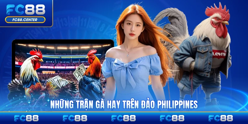 Đá Gà Đảo Philippines - Sân Chơi Đỉnh Cao Số 1 Châu Á - biheco