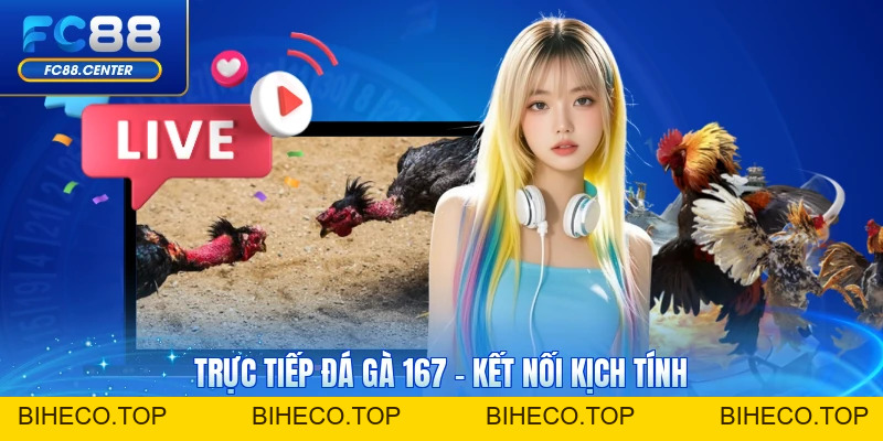 Trực Tiếp Đá Gà 167 - Kết Nối Trận Đấu Kịch Tính - biheco
